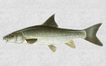 coarse fishing barbel