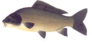 coarse fishing carp
